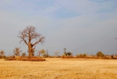 IIP Online Student Photography